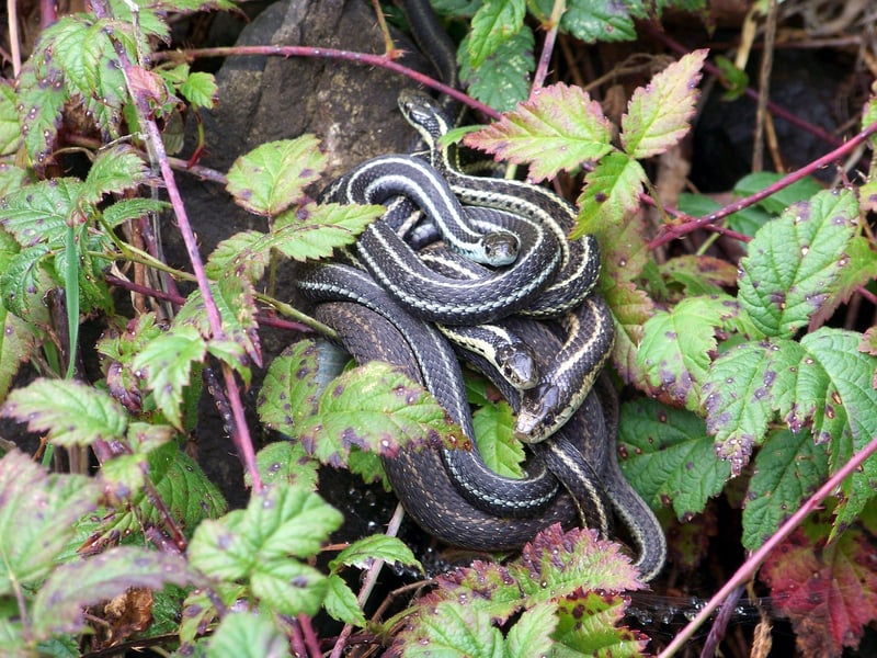 Mystical reptilian flora