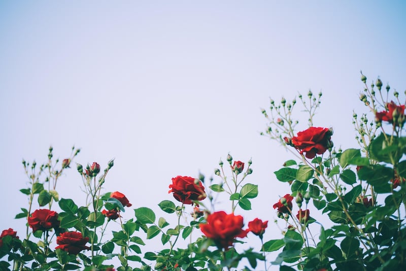 Rare Flora