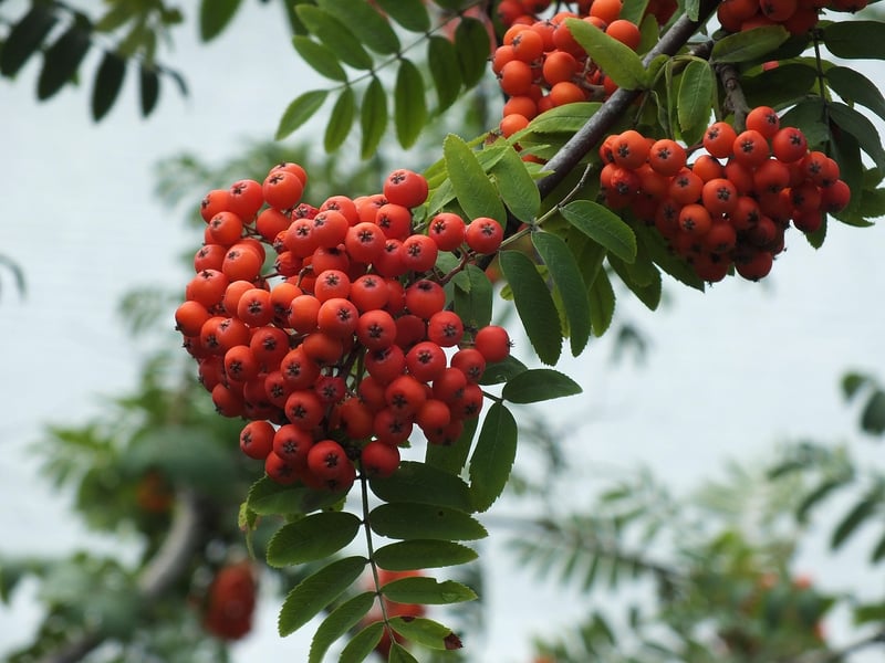 Rowan