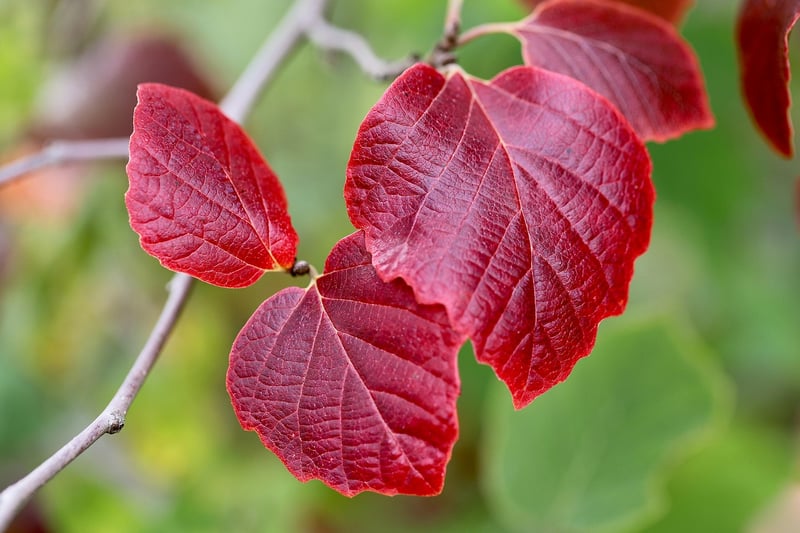 Witch Hazel