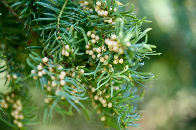 Yew